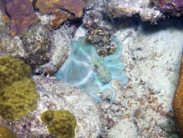 IMG 3841 Caribbean Reef Octopus
